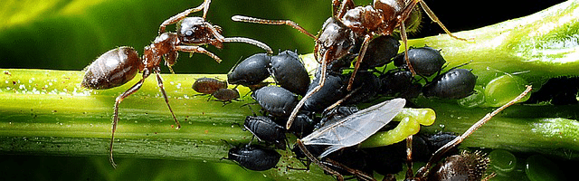 Kriterien im Ameisenköder-Test