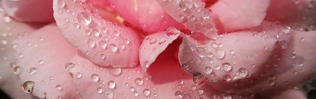 Kriterien im Rosenwasser-Test