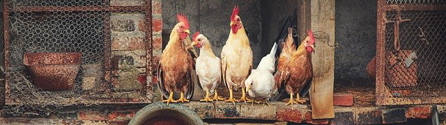 Kriterien im automatischen Hühnerklappe Test