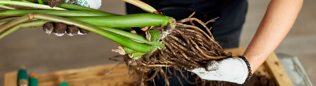 Kriterien im Wurzelvernichter Test