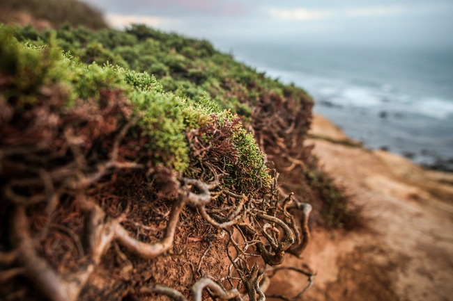 Wurzelvernichter Test